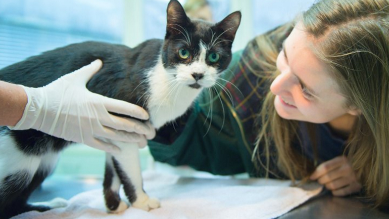 Βερολίνο: Βρήκαν τον γάτο τους τα Χριστούγεννα, μετά από επτά χρόνια