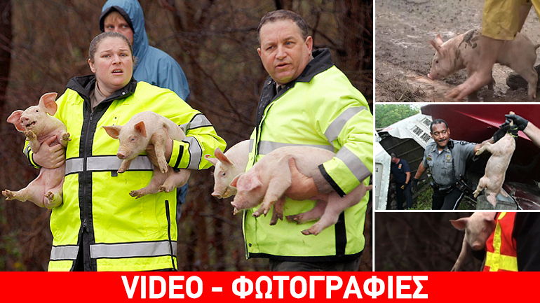 ΗΠΑ: Τα γουρουνάκια το ‘σκασαν!
