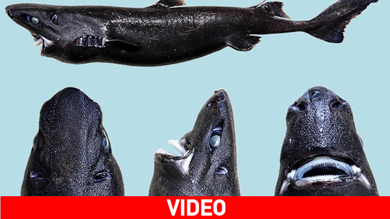 Ανακαλύφθηκε μαύρος καρχαρίας που… φωσφορίζει στο σκοτάδι!