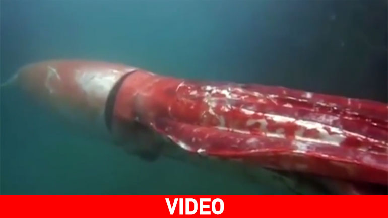 Σπάνια κινηματογράφηση ενός «τέρατος» του βυθού