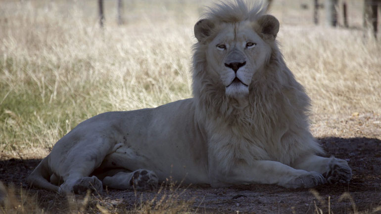 Στειρωμένο λιοντάρι έγινε πατέρας τριών λευκών λιονταριών!