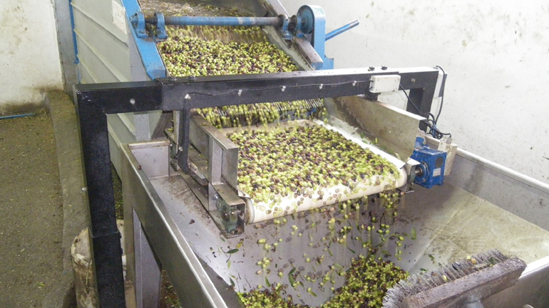 Αιγιαλεία: Είχαν… ξαφρίσει τα ελαιοτριβεία