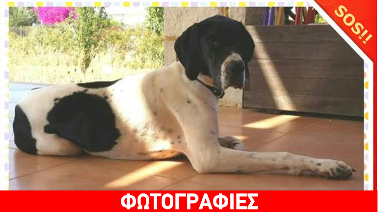 Βοηθήστε να βρεθεί η Μάγια