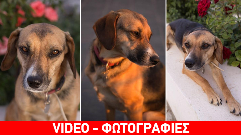 H αθλητική Frenzy αναζητά το δικό της σπιτικό