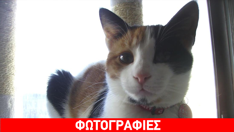 Χαρίζεται η γατούλα Ρωξάνη