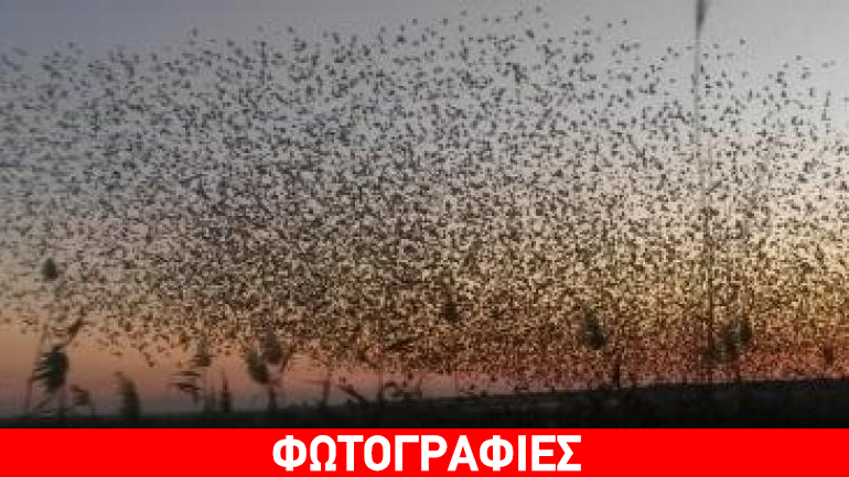 Στροφυλιά: Καταπληκτικές εικόνες από σμήνη πουλιών στον ουρανό