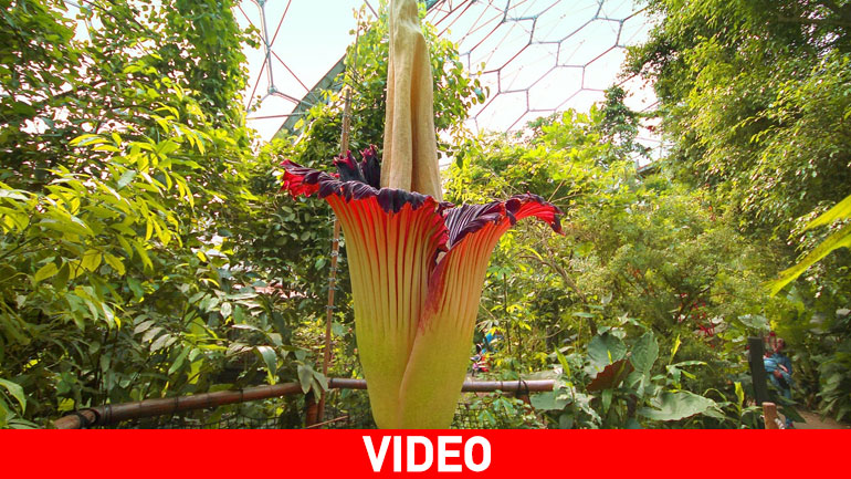 Σπάνιο δύσοσμο λουλούδι άνθισε στην Αυστραλία