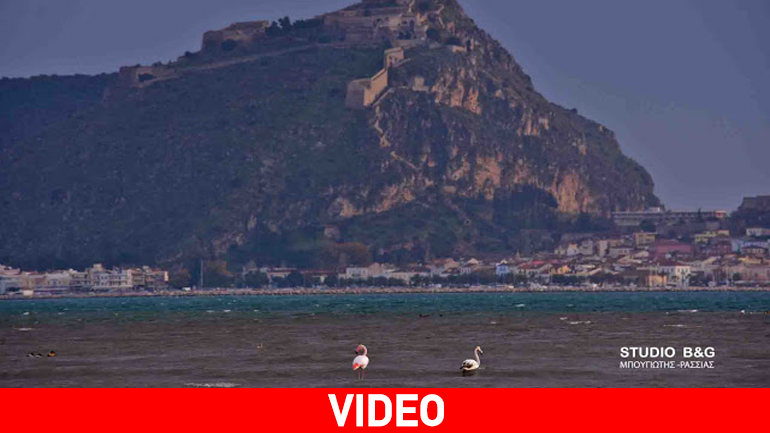 Φλαμίνγκο στο Ναύπλιο