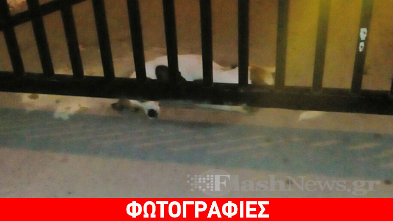 Χανιά: Ασυνείδητος δηλητηρίασε οκτώ σκυλιά