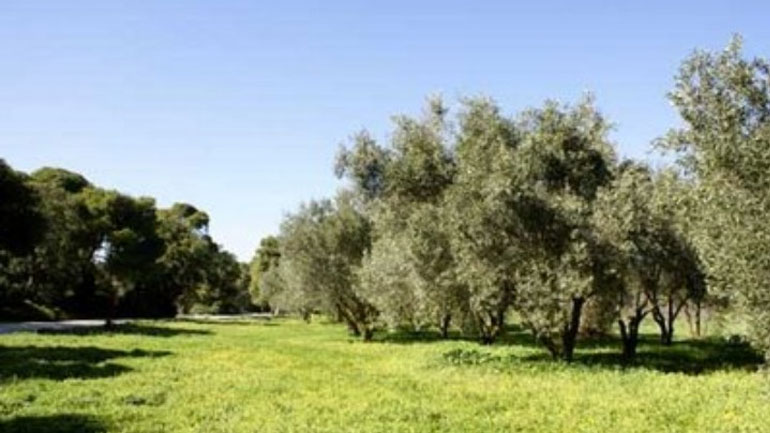 Ρόδος: Ανυπολόγιστες οι ζημιές από την παρατεταμένη ανομβρία