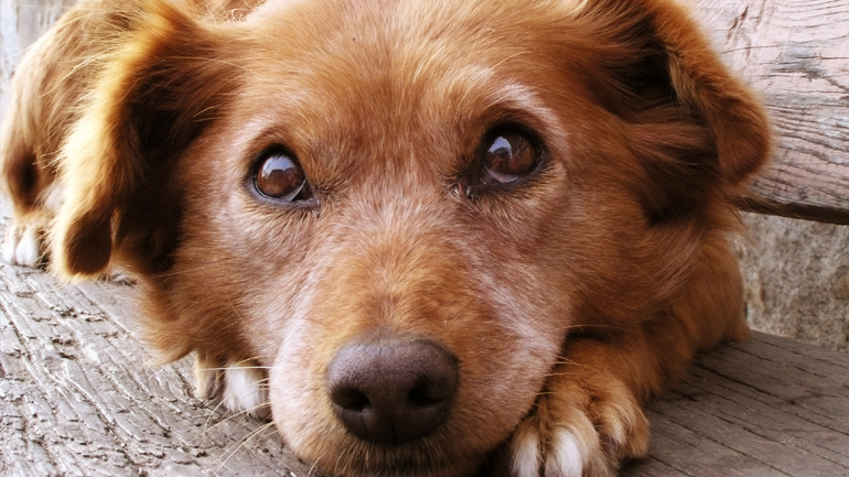 Θεσπρωτία: Πυροβόλησε και σκότωσε σκύλο με καραμπίνα