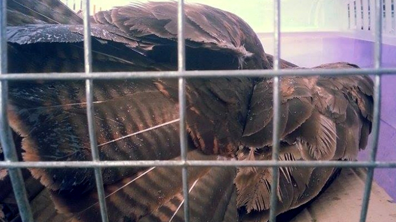 Ηγουμενίτσα: Γεράκι βρέθηκε τραυματισμένο από σκάγια