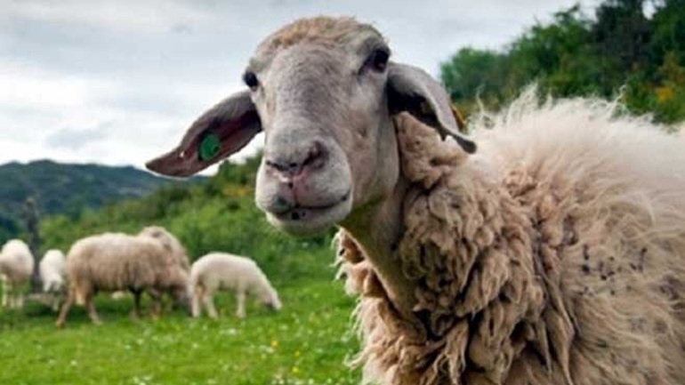 Ηράκλειο: Οι ζωοκλέφτες του έχουν αδυναμία