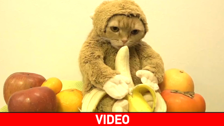 Γάτα ντυμένη μαϊμού…τρώει μπανάνα!