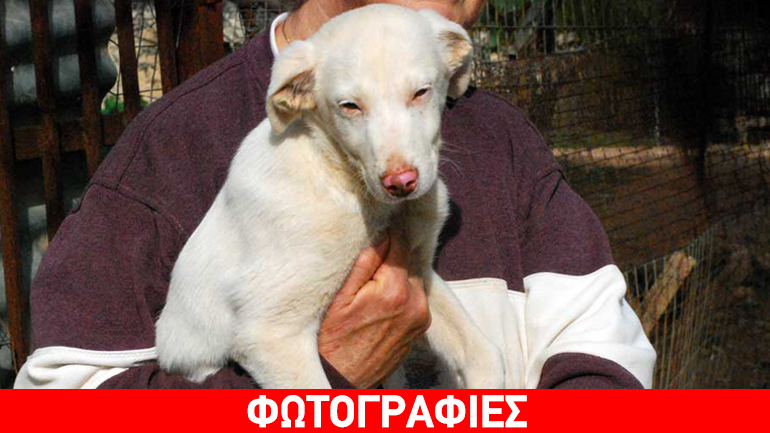 Χαρίζεται ο Milk, ένας άσπρος κούταβος δύο μηνών