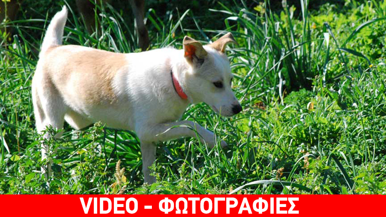 Υιοθετήστε την Ibis