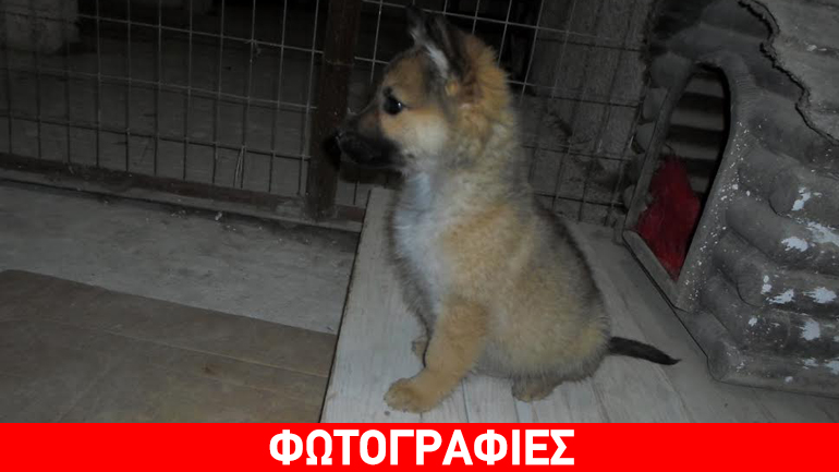 Υιοθετήστε τους Χιούι, Λιούι και Ντιούι