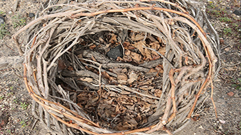 Σαντορίνη: Άρχισαν τα χειμερινά κλαδέματα των αμπελιών