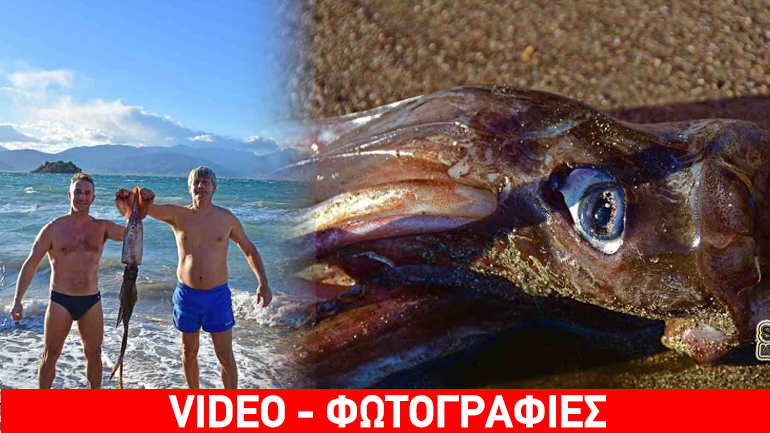 Εντόπισαν καλαμάρι μεγέθους… XXL στο Ναύπλιο