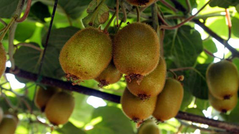 Συνεχίζονται τα προβλήματα με τις εξαγωγές ακτινιδίων στην Ινδία