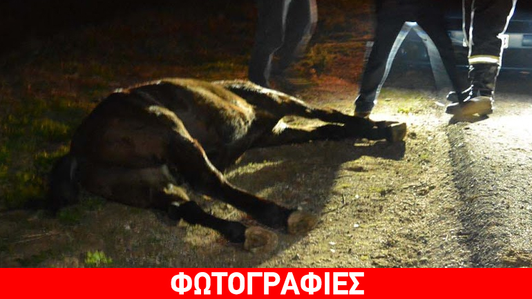 Αυτοκίνητο παρέσυρε και σκότωσε μουλάρι στο Άργος