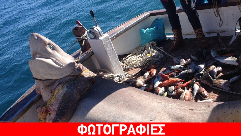 Ψάρεψε καρχαρία-σαπουνά 2,5 μέτρων ανοικτά της Ύδρας!