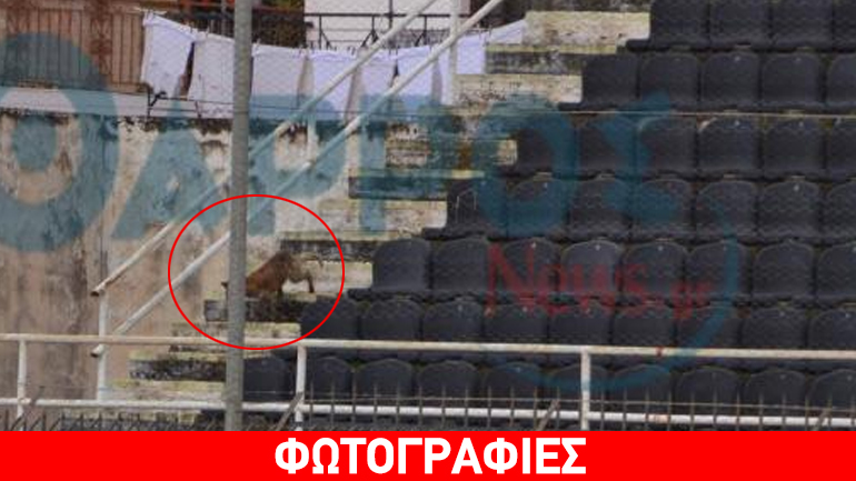 Tι γύρευε μία αλεπού στο γήπεδο;