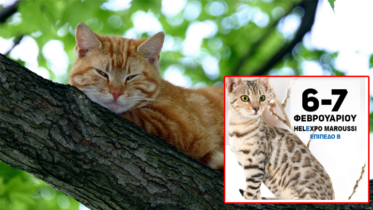 All about cats: Ένα μοναδικό φεστιβάλ για γάτες/ 6-7 Φεβρουαρίου στο Helexpo