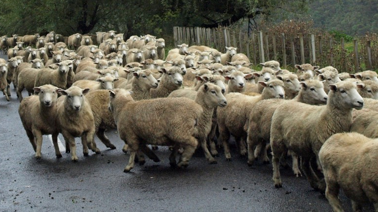 Αγρίνιο: 200 πρόβατα μπλόκαραν… την κυκλοφορία στην Εθνική Οδό