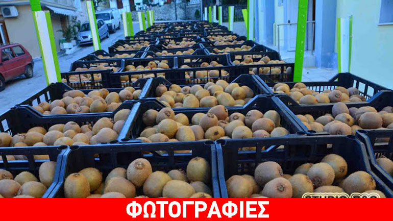 Ξεκίνησε η δωρεάν διανομή 100 τόνων ακτινιδίων σε σχολεία του Δήμου Ναυπλιέων