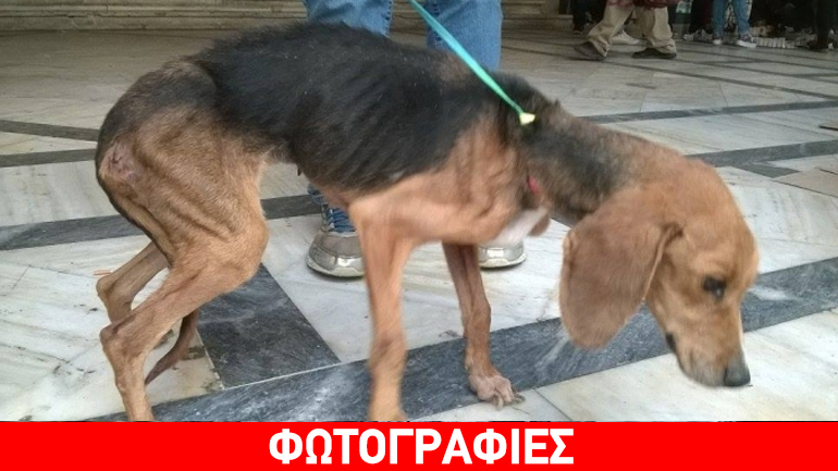 Κρήτη: Σκυλάκι έτρωγε κουκούτσια ελιάς και χώμα για να επιβιώσει!