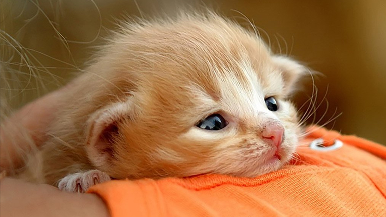 Λήμνος: Καταγγελίες για φόλες στη Μύρινα