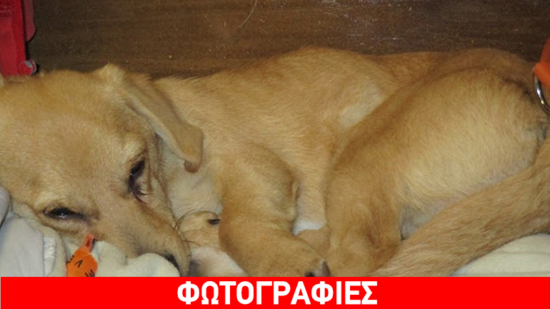 Βρήκε τον σκύλο της ναρκωμένο στα χέρια μίμου