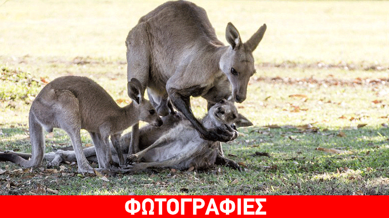 Συγκινητικές στιγμές με καγκουρό που πεθαίνει στην Άγρια Φύση