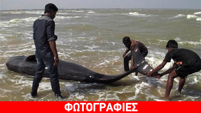 Αγώνας ενάντια στο χρόνο για τη διάσωση φαλαινών στην Ινδία