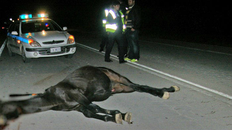 Λάρισα: Νταλίκα συγκρούστηκε με άλογο