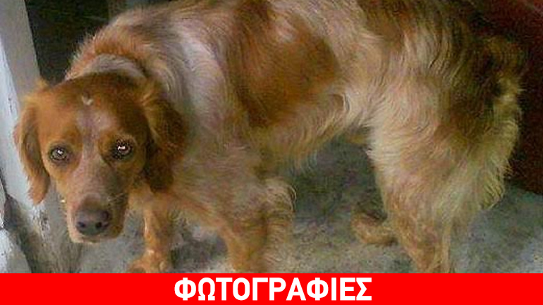 Βριλήσσια: Βοηθήστε να βρεθεί ο Έκτορας