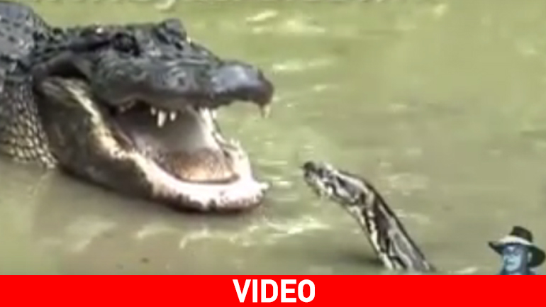 Πύθωνας Vs Αλιγάτορα