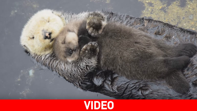 Το πιο τρυφερό βίντεο της ημέρας