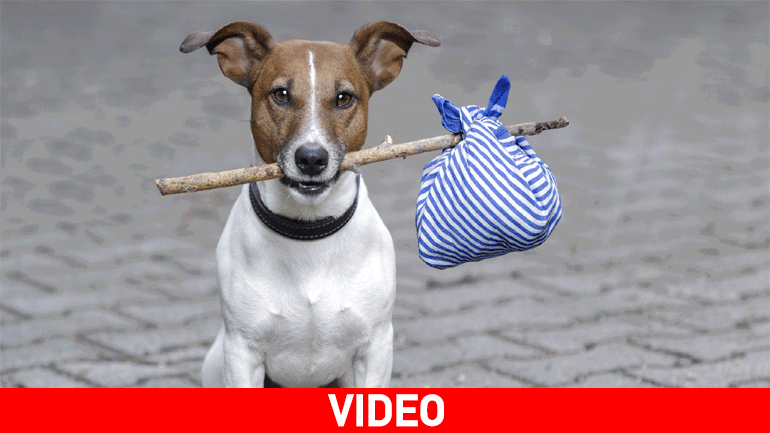 Δάκρυα χαράς για αγοράκι που ξαναβρίσκει τον σκύλο του