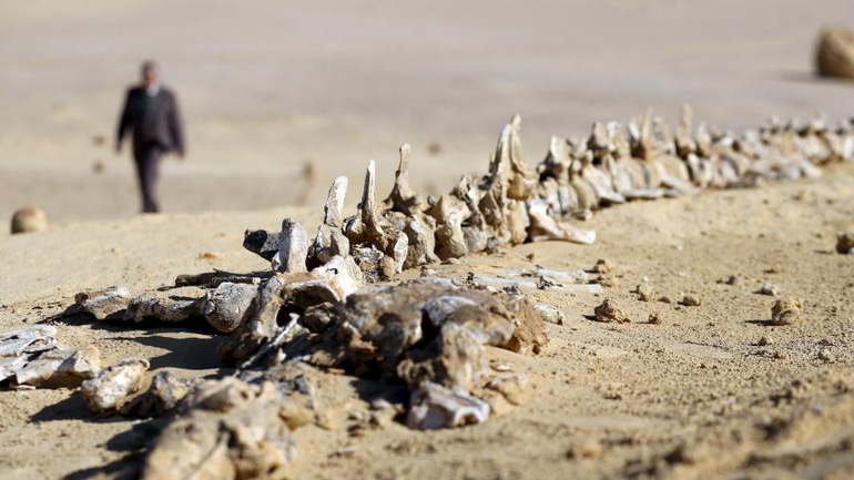 H κοιλάδα των φαλαινών, στην έρημο Al Fayoum στο Κάιρο