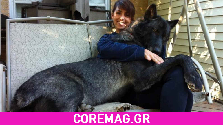 20 Τεράστιοι σκύλοι που νομίζουν ακόμη ότι είναι κουτάβια