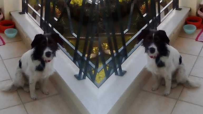 Βρέθηκε σκυλίτσα στα Μελίσσια – Μήπως τη χάσατε;