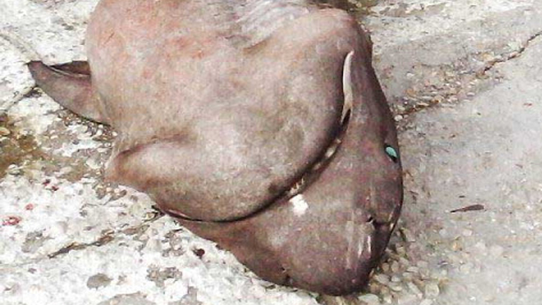 Καρχαρία έβγαλε ψαράς στο Τολό