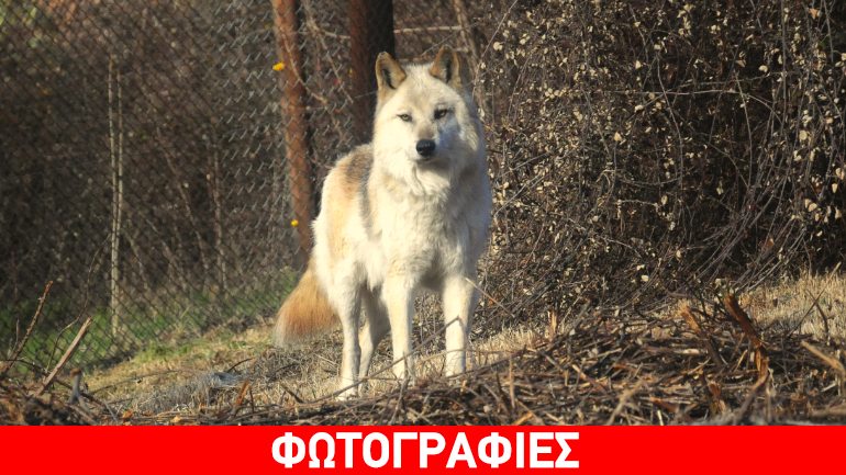 Λύκοι στο Καταφύγιο του Αρκτούρου