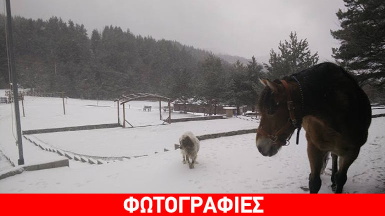 Στα λευκά το Δασικό Χωριό στην Ξάνθη-Εντυπωσιακές εικόνες με χιόνι και.. ήλιο!