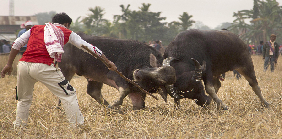 Όταν μαλώνουν τα βουβάλια, την πληρώνουν τα βατράχια