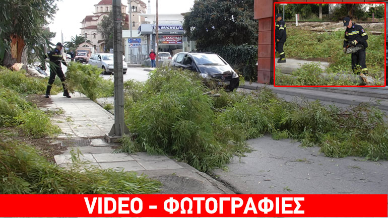 Πτώσεις δέντρων στο Άργος