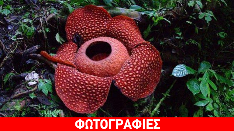 Αυτό είναι το μεγαλύτερο λουλούδι στον κόσμο