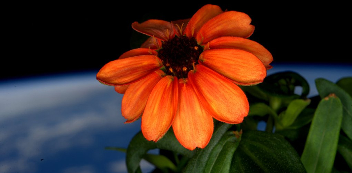 To λουλούδι του διαστήματος…